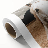 Rustic White Horse Close-Up Farmhouse Wall Art – Country Style Decor