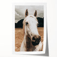 Rustic White Horse Close-Up Farmhouse Wall Art – Country Style Decor