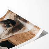 Rustic White Horse Close-Up Farmhouse Wall Art – Country Style Decor