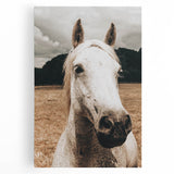Rustic White Horse Close-Up Farmhouse Wall Art – Country Style Decor