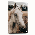 Rustic White Horse Portrait Farmhouse Wall Art – Country Style Decor