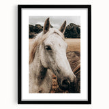Rustic White Horse Portrait Farmhouse Wall Art – Country Style Decor