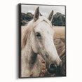 Rustic White Horse Portrait Farmhouse Wall Art – Country Style Decor