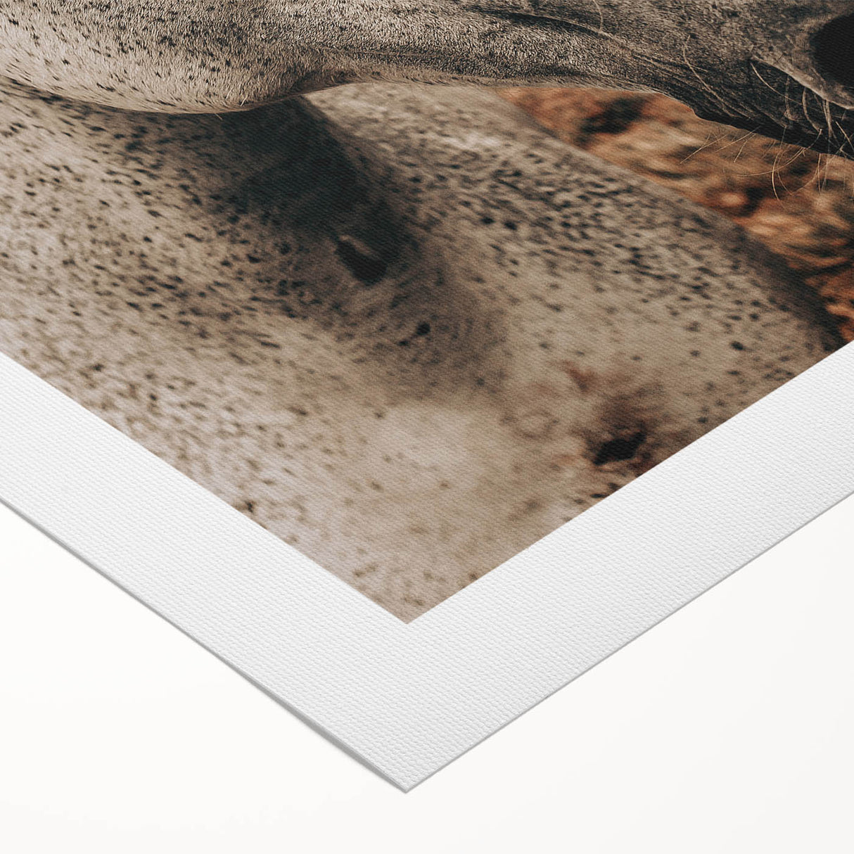 Rustic White Horse Portrait Farmhouse Wall Art – Country Style Decor