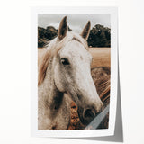 Rustic White Horse Portrait Farmhouse Wall Art – Country Style Decor