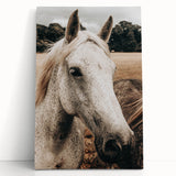 Rustic White Horse Portrait Farmhouse Wall Art – Country Style Decor
