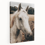 Rustic White Horse Portrait Farmhouse Wall Art – Country Style Decor