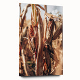 Farmhouse Wall Art Dried Cornfield Print | Rustic Country Harvest Decor