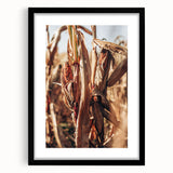 Farmhouse Wall Art Dried Cornfield Print | Rustic Country Harvest Decor