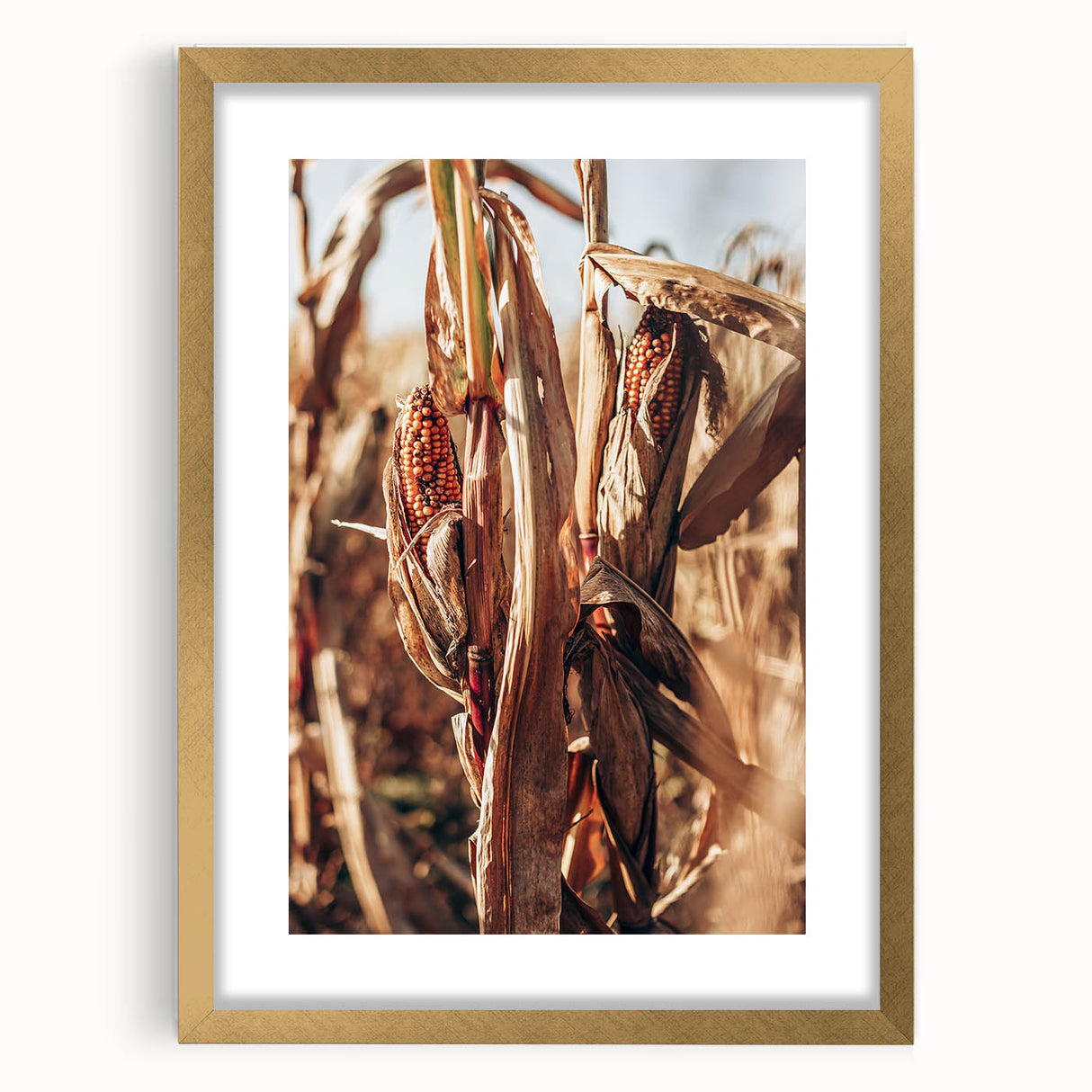 Farmhouse Wall Art Dried Cornfield Print | Rustic Country Harvest Decor