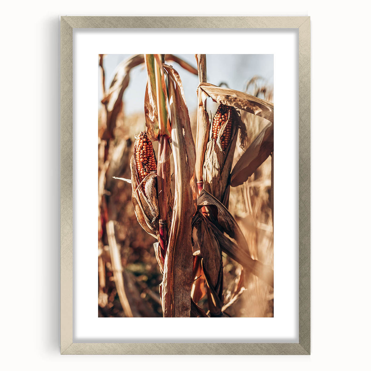 Farmhouse Wall Art Dried Cornfield Print | Rustic Country Harvest Decor
