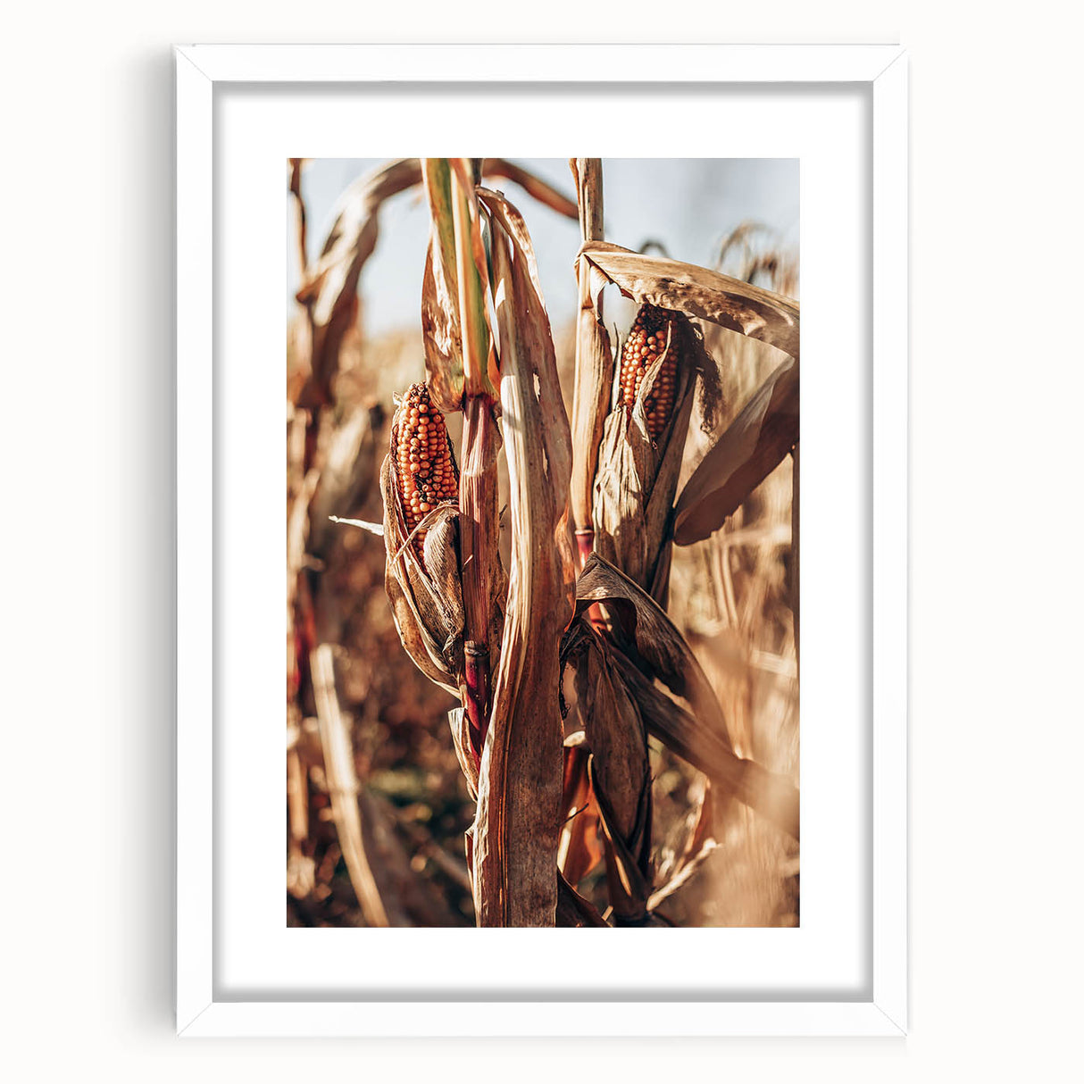 Farmhouse Wall Art Dried Cornfield Print | Rustic Country Harvest Decor
