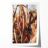 Farmhouse Wall Art Dried Cornfield Print | Rustic Country Harvest Decor