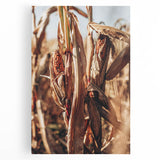 Farmhouse Wall Art Dried Cornfield Print | Rustic Country Harvest Decor