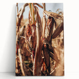 Farmhouse Wall Art Dried Cornfield Print | Rustic Country Harvest Decor
