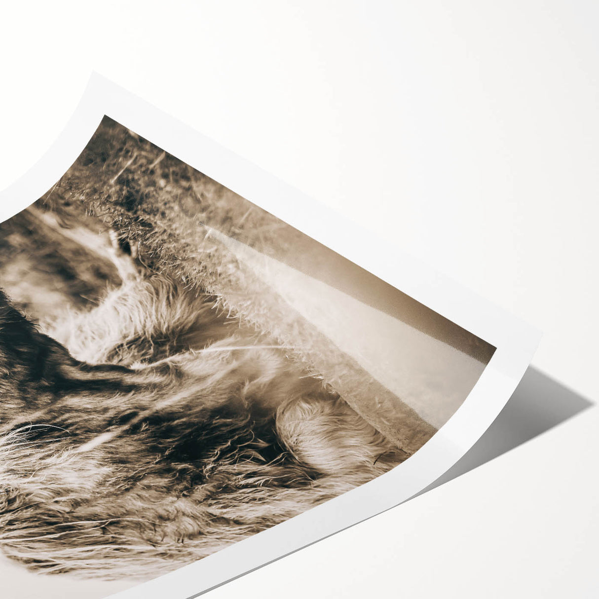 Sepia Highland Cow Wall Art | Tranquil Farmhouse Animal Decor