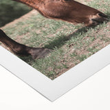 Farmhouse Wall Art Horse Grazing Print | Rustic Country Animal Decor