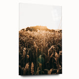 Golden Wheat Field at Sunrise | Farmhouse Rustic Wall Art