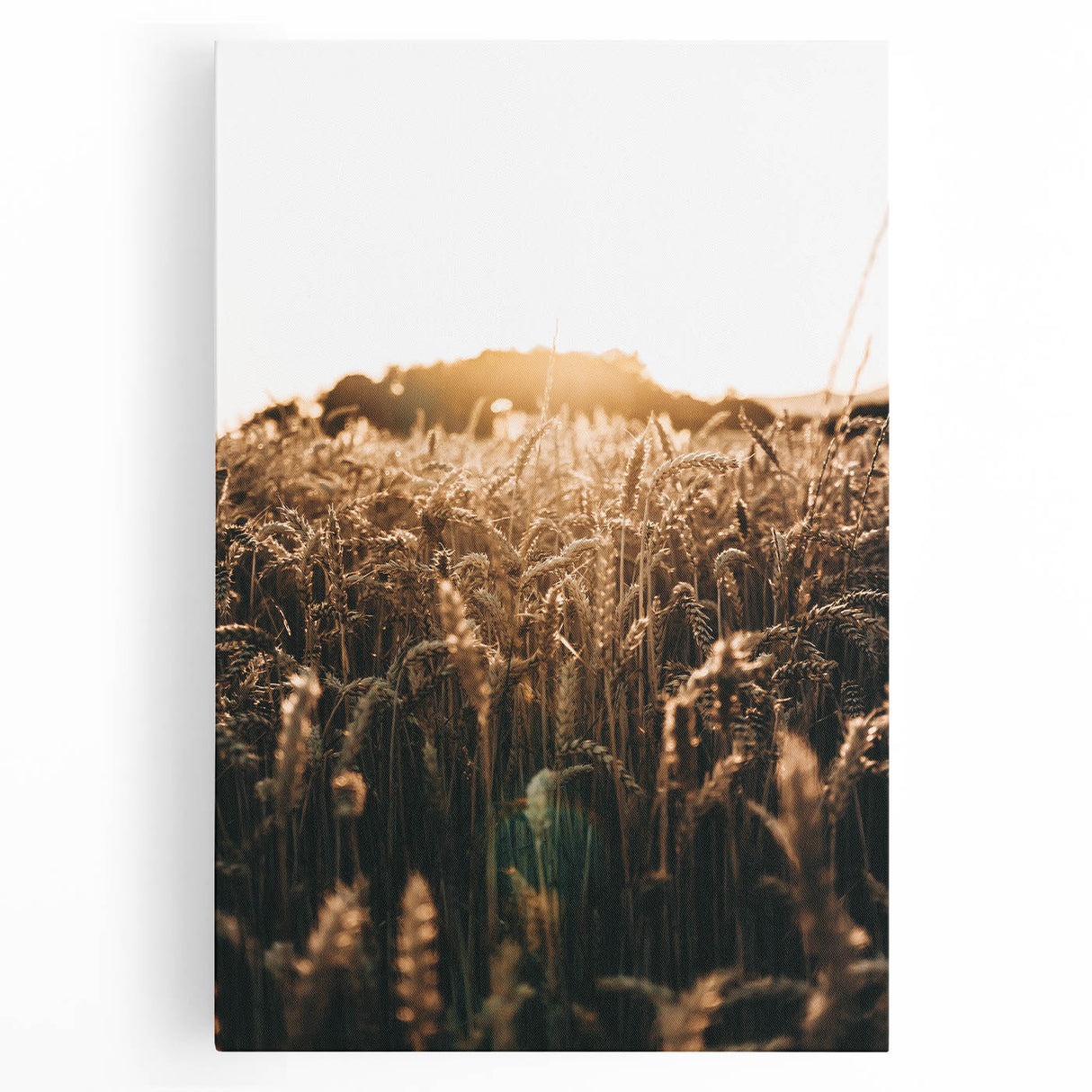 Golden Wheat Field at Sunrise | Farmhouse Rustic Wall Art