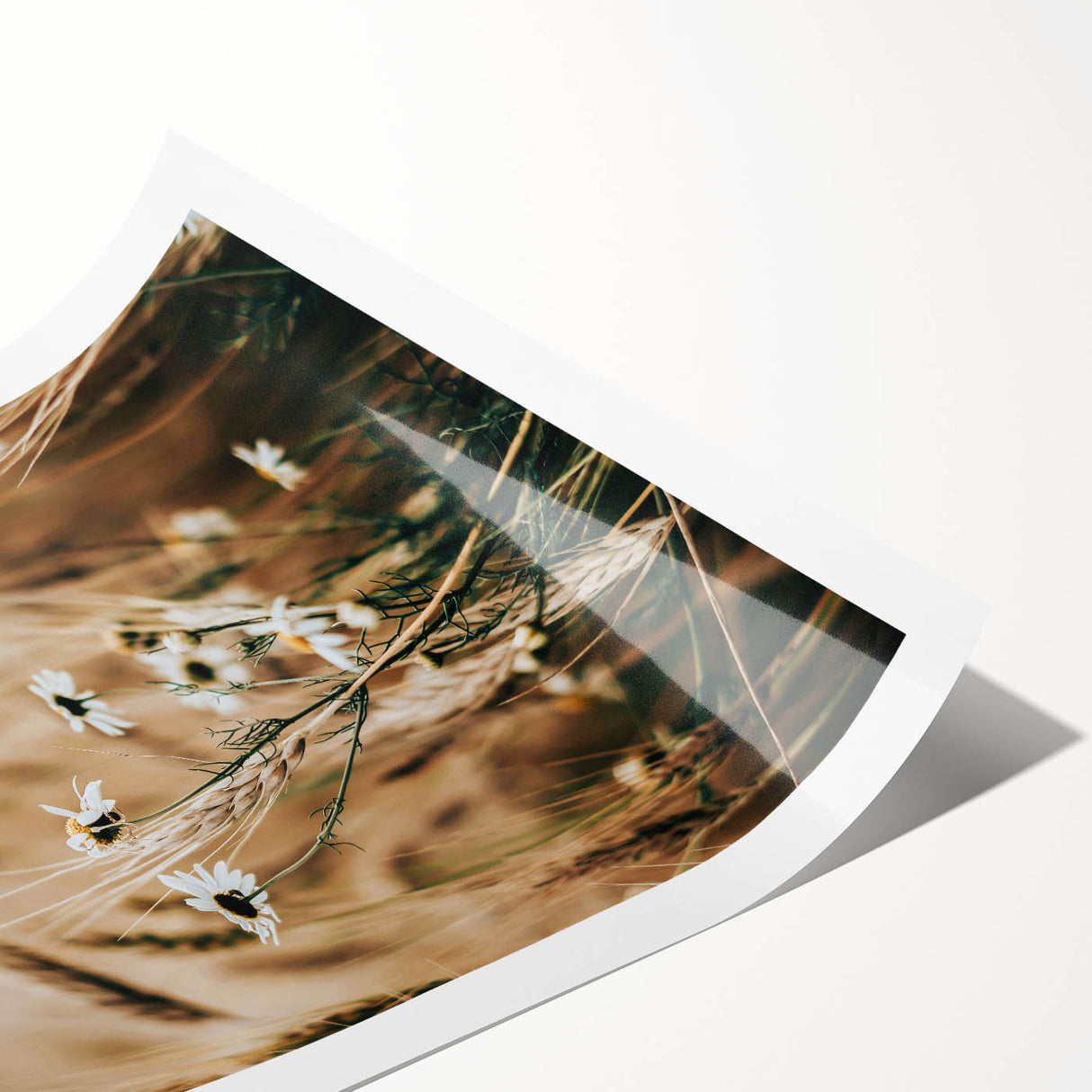 Rustic Farmhouse Decor of Wheat and Daisies – Country Style Wall Art