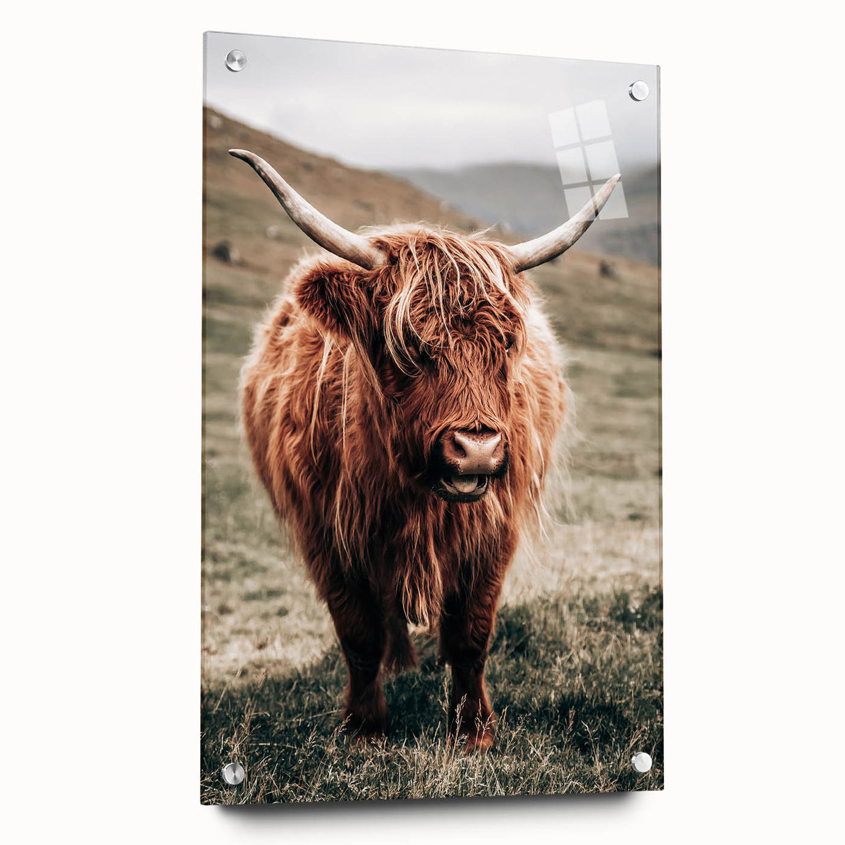 Farmhouse Wall Art of Highland Cow – Rustic Country Style Decor