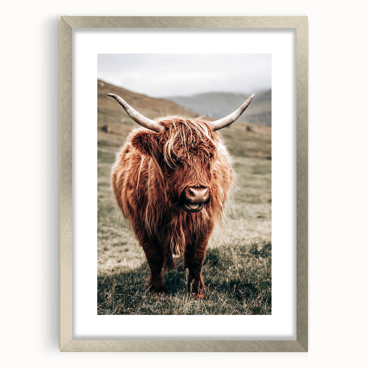 Farmhouse Wall Art of Highland Cow – Rustic Country Style Decor