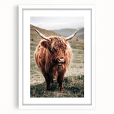 Farmhouse Wall Art of Highland Cow – Rustic Country Style Decor
