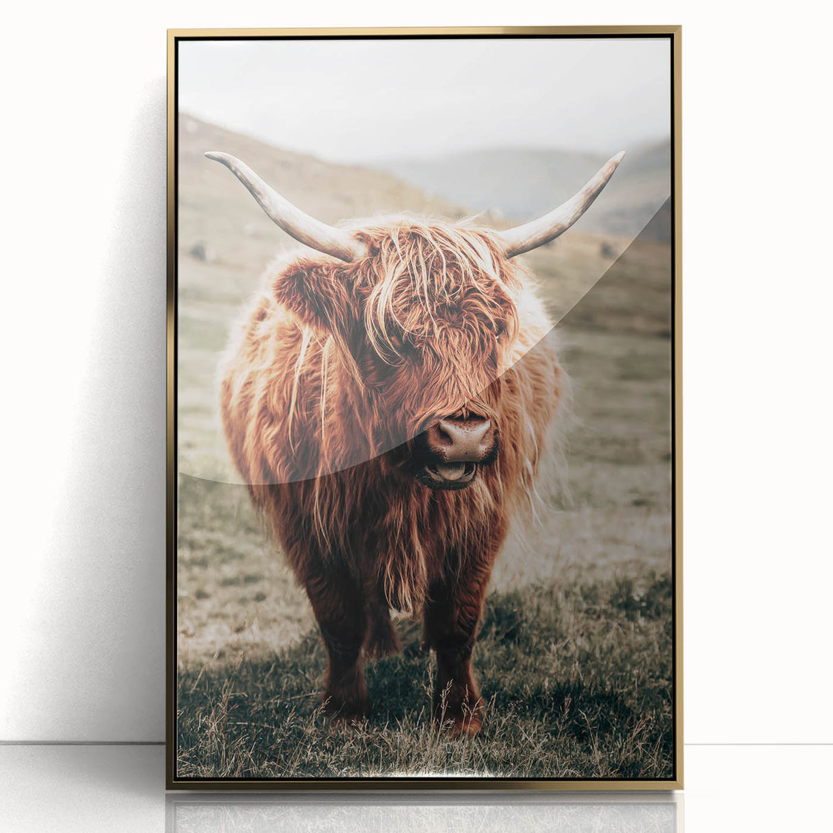 Farmhouse Wall Art of Highland Cow – Rustic Country Style Decor