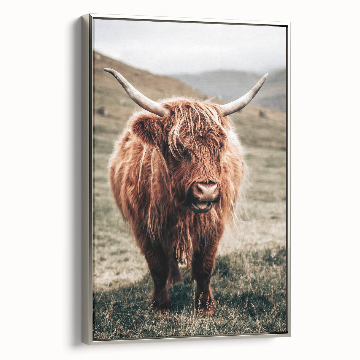 Farmhouse Wall Art of Highland Cow – Rustic Country Style Decor