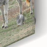 Farmhouse Wall Art of Grazing White Horse – Rustic Country Style Decor