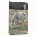 Farmhouse Wall Art of Grazing White Horse – Rustic Country Style Decor