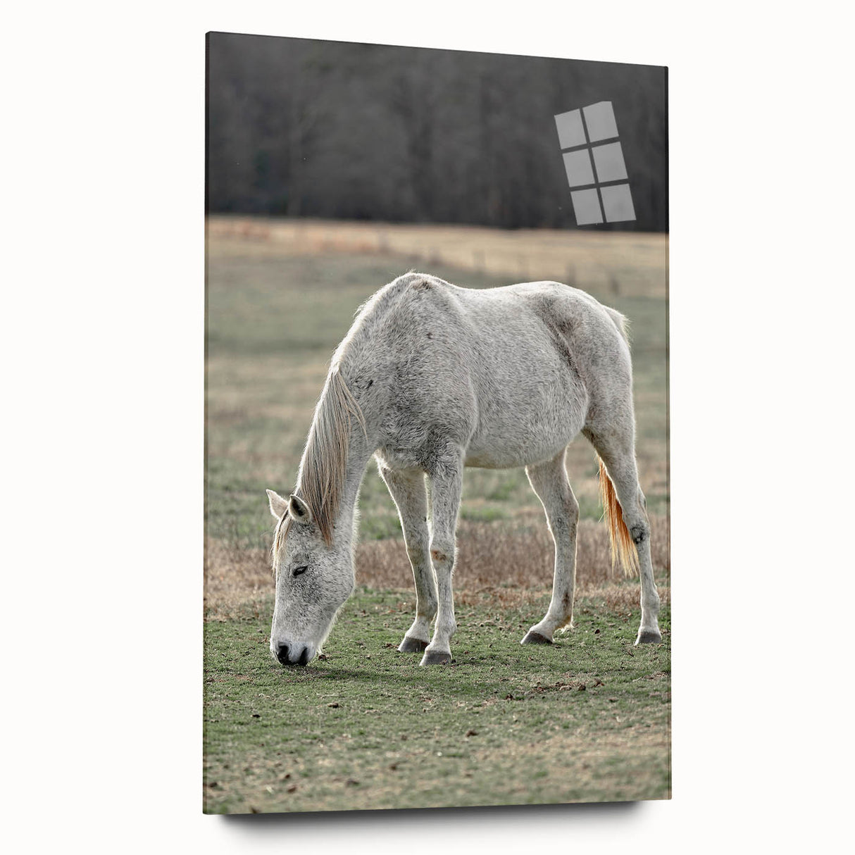 Farmhouse Wall Art of Grazing White Horse – Rustic Country Style Decor