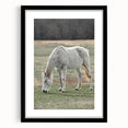 Farmhouse Wall Art of Grazing White Horse – Rustic Country Style Decor