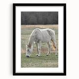 Farmhouse Wall Art of Grazing White Horse – Rustic Country Style Decor