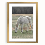Farmhouse Wall Art of Grazing White Horse – Rustic Country Style Decor
