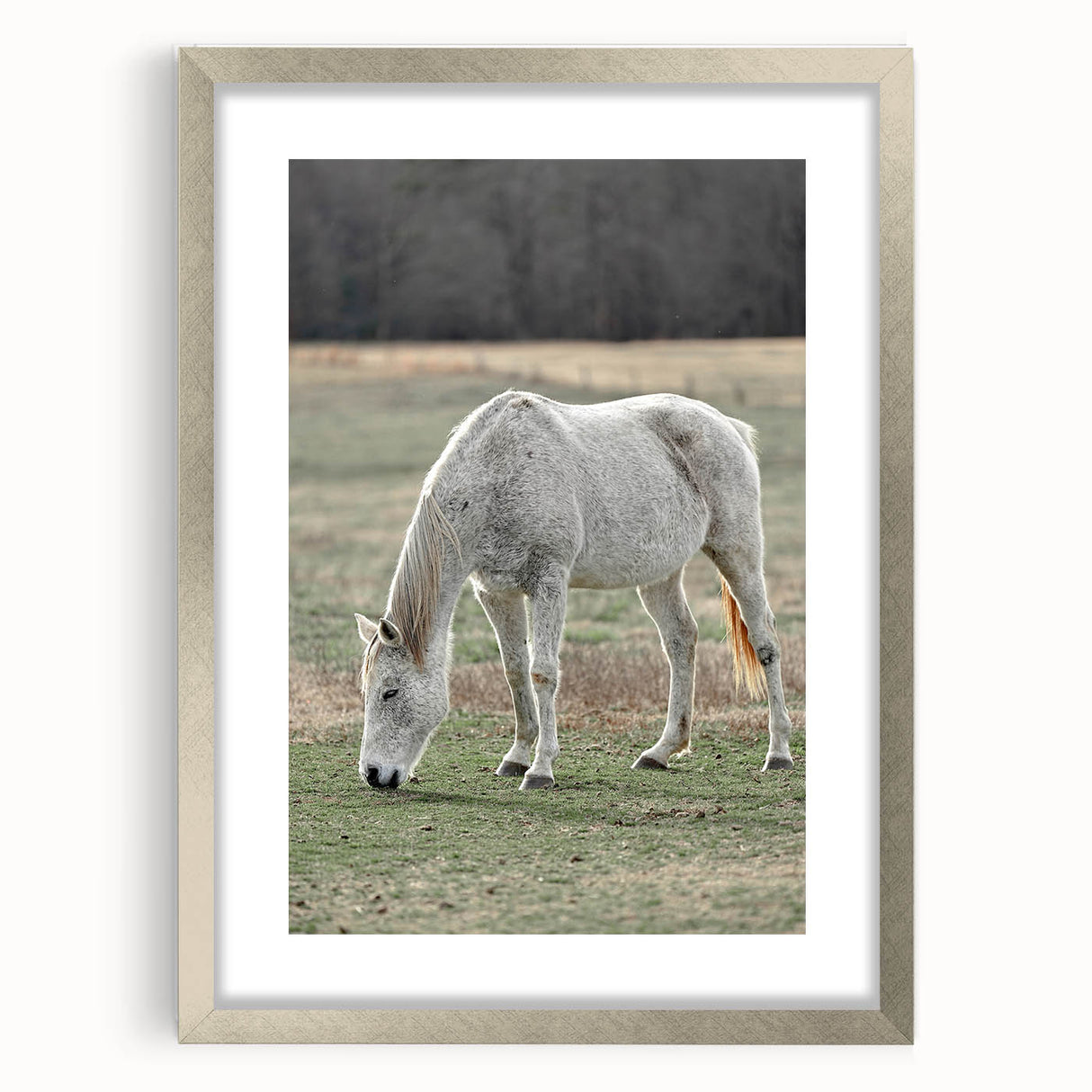 Farmhouse Wall Art of Grazing White Horse – Rustic Country Style Decor