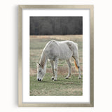 Farmhouse Wall Art of Grazing White Horse – Rustic Country Style Decor