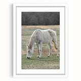 Farmhouse Wall Art of Grazing White Horse – Rustic Country Style Decor
