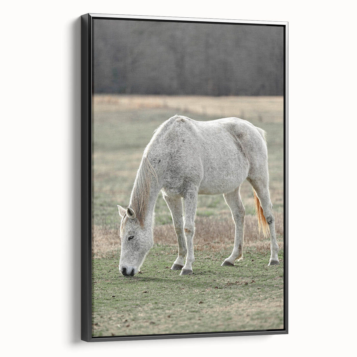 Farmhouse Wall Art of Grazing White Horse – Rustic Country Style Decor