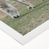 Farmhouse Wall Art of Grazing White Horse – Rustic Country Style Decor