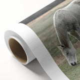 Farmhouse Wall Art of Grazing White Horse – Rustic Country Style Decor