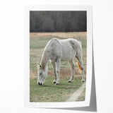 Farmhouse Wall Art of Grazing White Horse – Rustic Country Style Decor