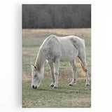 Farmhouse Wall Art of Grazing White Horse – Rustic Country Style Decor