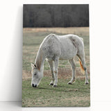 Farmhouse Wall Art of Grazing White Horse – Rustic Country Style Decor