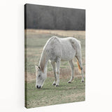 Farmhouse Wall Art of Grazing White Horse – Rustic Country Style Decor