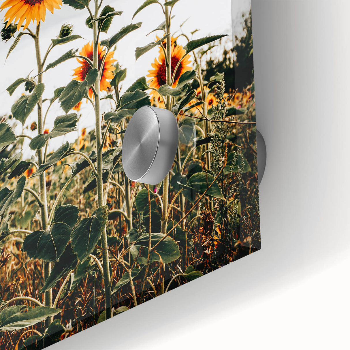 Farmhouse Wall Art Sunflower Field Print | Rustic Country Style Decor
