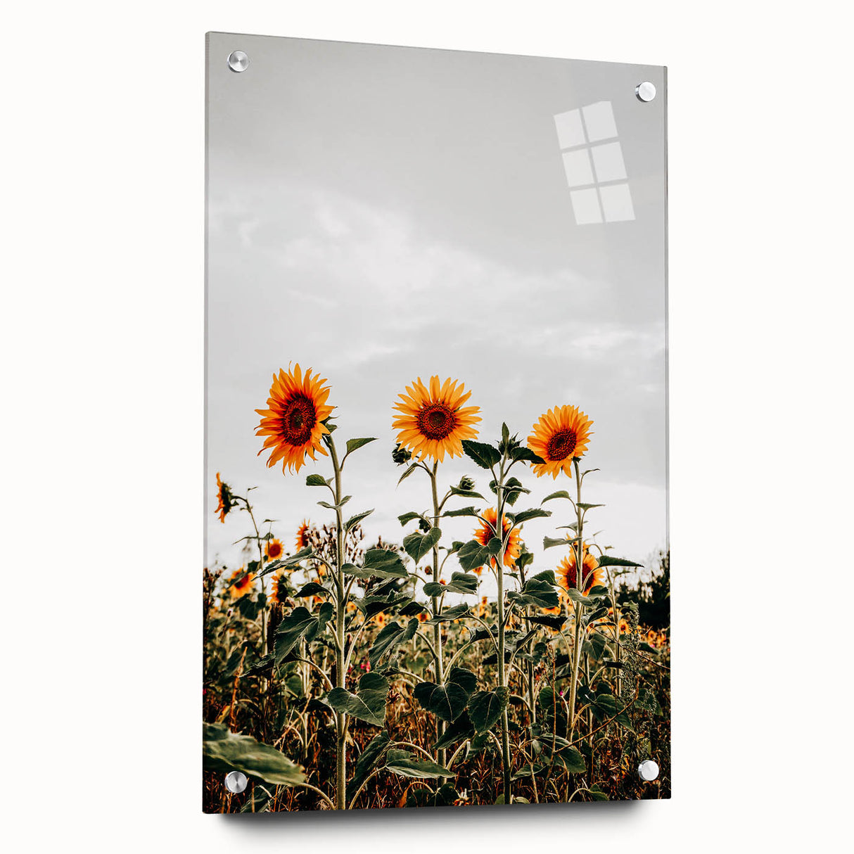 Farmhouse Wall Art Sunflower Field Print | Rustic Country Style Decor