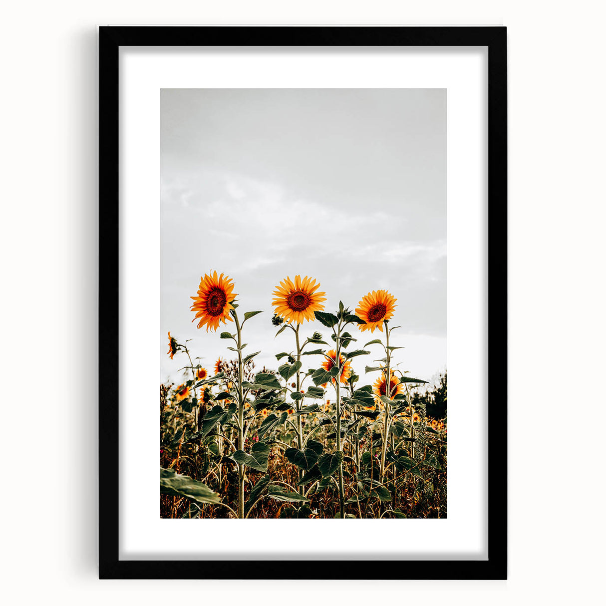 Farmhouse Wall Art Sunflower Field Print | Rustic Country Style Decor
