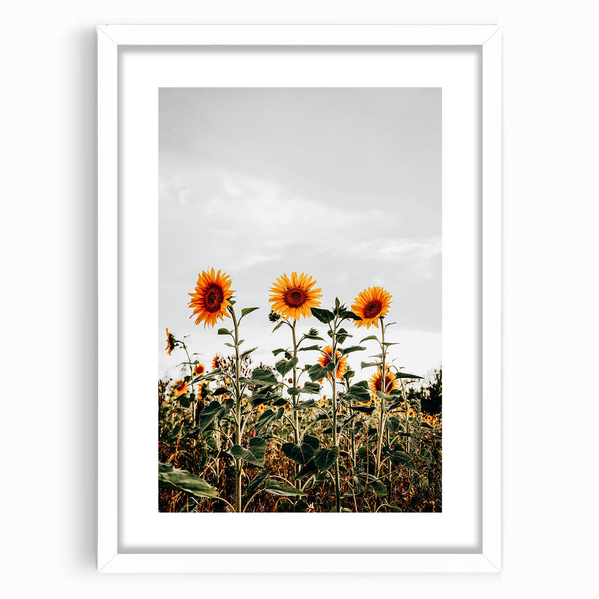 Farmhouse Wall Art Sunflower Field Print | Rustic Country Style Decor
