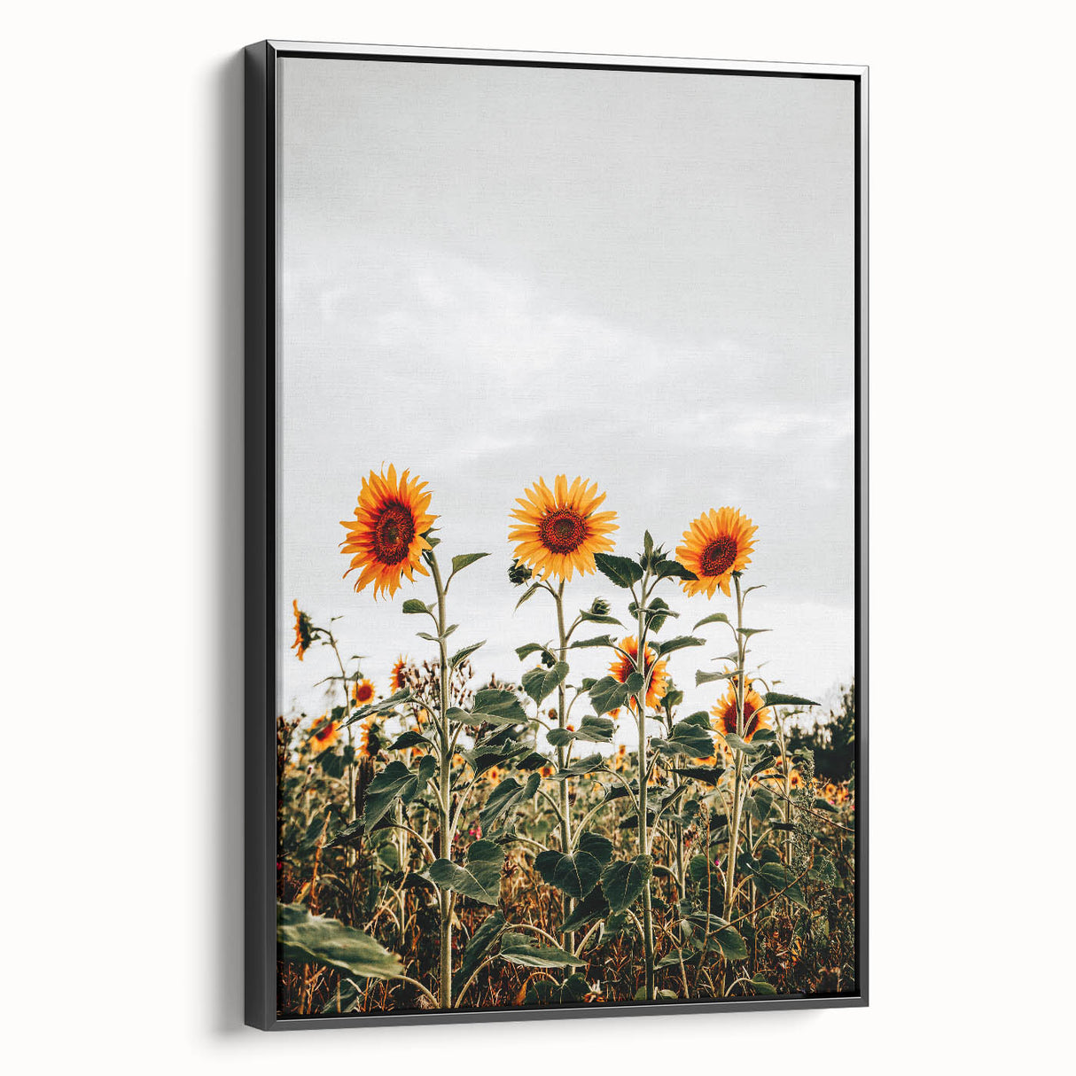 Farmhouse Wall Art Sunflower Field Print | Rustic Country Style Decor